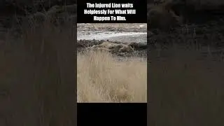 The Injured Lion waits Helplessly For What Will Happen To Him 