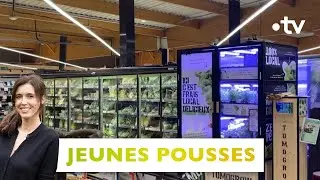 TomoGrow, la culture des aromates en microferme : Jeunes pousses - Silence, ça pousse ! 13 mai 2023