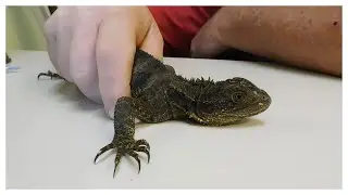 Relocating a Dragon