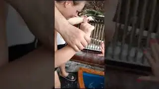 МАЙЯ  ЭТО СДЕЛАЛА!..