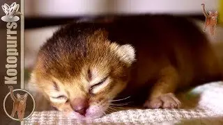Little abyssinian kitten eyes half opened [kotopurrs]