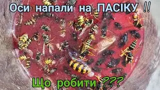 ОСИ  напали на пасіку !! Що робити ??