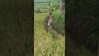 petani sedang mengatur pengairan sawahnya!!