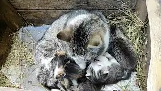 Кішка мама та її кошенята з веселими коментарями / мати усе терпе/ Cat mom with kittens