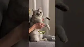 колядниця