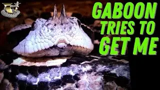 The Gaboon Viper: Master of the Ambush Strike