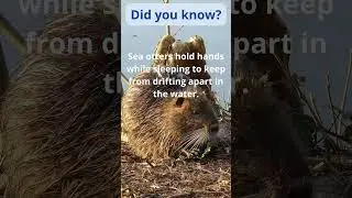 Sea Otters #kidsanimals #educationalvideo #animallearning