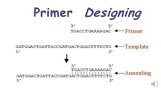 Primer  Designing