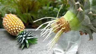 Easy Grow Pineapple with water