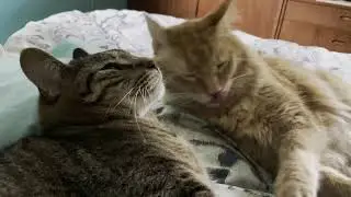 Lola and Momo holding paws
