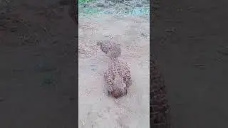 જોરદાર તેતર કી ફાઈટ