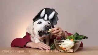 Собаки #52 лучшие моменты