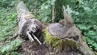 КАК Я ХОДИЛ ЗА ГРИБАМИ..