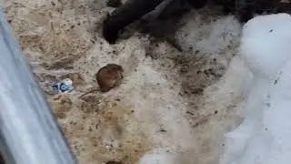 подснежные жители