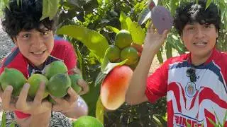 CORTANDO MANGOS Y LIMÓN EN EL CAMPO