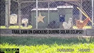 Chickens during the 2024 total solar eclipse #solareclipse #chickens #backyardchickens