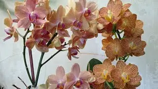 Мультифлоры Sunset love и Indian summer 💮