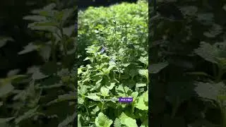 Для чего вам котовник Фассена Сикс Хиллс Джиант Голд?
