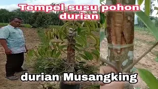 sambung susu pohon durian Musangking