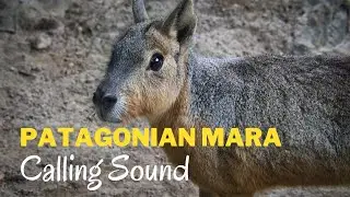 Patagonian Mara Calling Sound