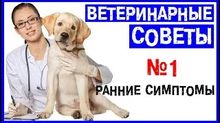 ВЕТ-СОВЕТ (Часть 1) - Ранние симптомы