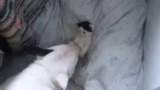 baby kitten enjoying herself