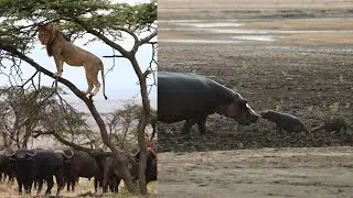 Ultimate Underdogs Part 2! (Lion Chased Up Tree, Leopards Trick Hyena & More)