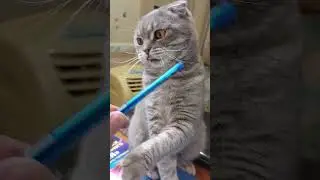 КОТ ЛЮБИТ ИГРАТЬ😸CAT LOVES TO PLAY