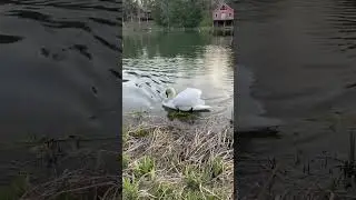 Real Swan