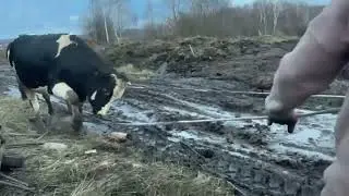 Хочет ли бык, чтобы его продавали?