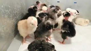 Наши цыплята.