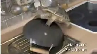 Шок!!! Черепаха против сковородки !