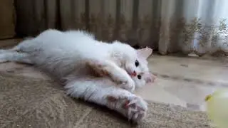 Кто взрывает шарики!