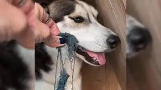 funniest dogs ever compilation pt.12