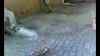 rampa alta 50 cm