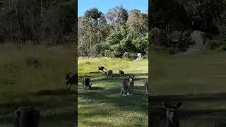 kangaroo grazing on the hilly terrain