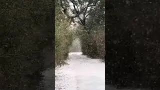 That time it snowed here in Florida.