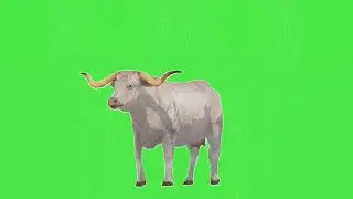 White cow video | chromakey  | copyright free