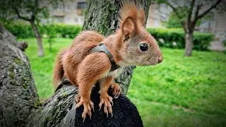 Білчення гуляє та їсть насіння / Little squirrel walks and eats seeds #squirrel #cuteanimals