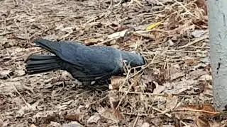 Jackdaw 1