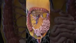 Discover the Mesentery: The Unsung Hero of the Digestive System  #anatomy #animation