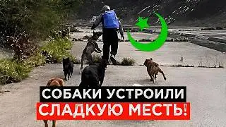 Мигрант из Африки попытался изнасиловать женщин, но их собаки устроили ему погоню!
