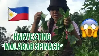 EXPLORE IN THE FIELD | HARVESTING “MALABAR SPINACH” IN THE MINI GARDEN OF OUR NEIGHBORHOOD#amazing