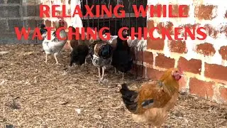 Relaxing while watching chickens