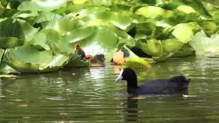 Eurasian Coot and Chicks