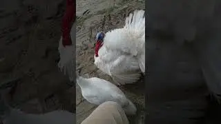 Best video
