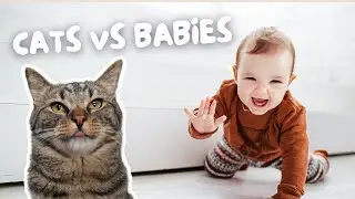 How Cats UNEXPECTEDLY React to Pregnancy
