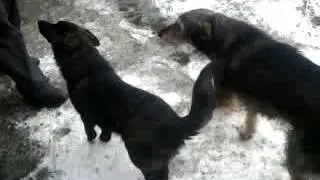 гаражная стая собак