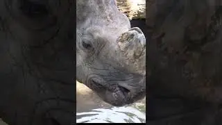 Awesome Animals 😍 // Animal Videos 2023 // Baby Animals 🥰