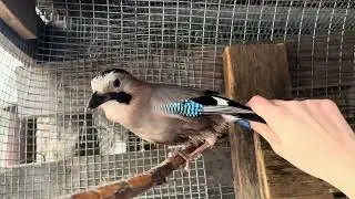 СХВАТИЛА СОЙКУ 😁😍